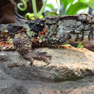 Chinese crocodile lizard