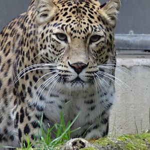 Indian leopard