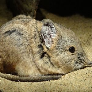 Short-eared elephant shrew