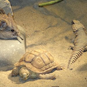 Elephant shrew and friends