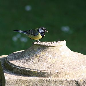 Great Tit nesting site in gardens, 1st June 2014