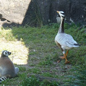Lemur and Bar-Headed Goose