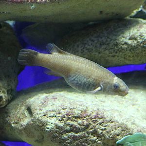 Saltwater fish ID
