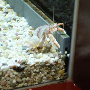 Heremite crab ID