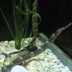Greater pipefish