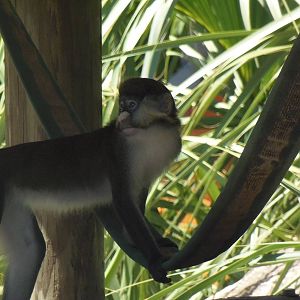 Red-Tailed Guenon