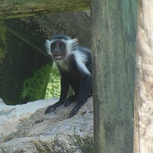 Angolan Colobus Infant