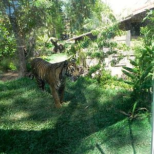 First viewing area of yard 1 Tiger Trail