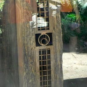 Tiger tug of war hole Tiger Trail