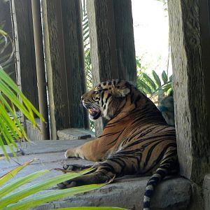 one of the boys in yard 2 Tiger Trail