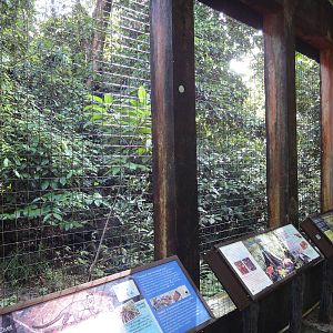 Rainforest Mixed Species Enclosure