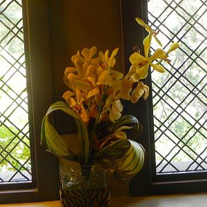 Orchids in the Ladies room Tiger Trail