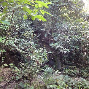 View Of The Rainforest Enclosure