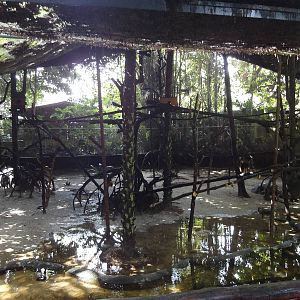 Lowland Rainforest Mixed Species Enclosure