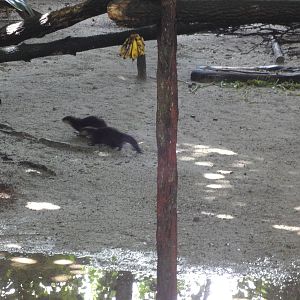 Small Clawed Otters