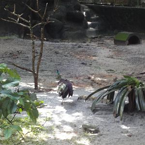 Peacock In Lowland Rainforest