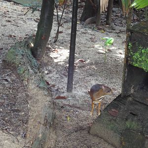 Lesser Mouse Deer
