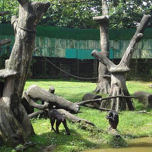 Chimpanzee Enclosure