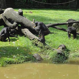 Chimpanzee Enclosure