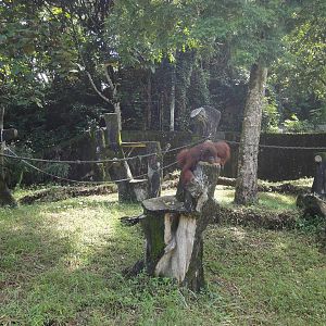 Orangutan Enclosure