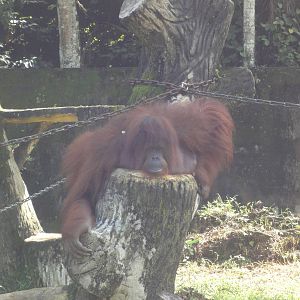 Close Up Orangutan Shot