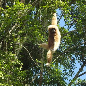 White Handed Gibbon