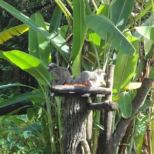 Brown Lemurs