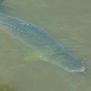 Arapaima