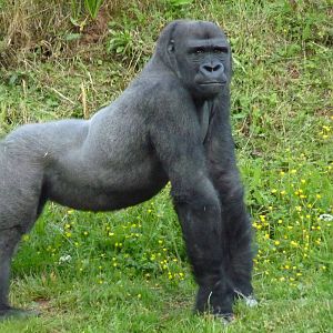 Male gorilla, Matadi, 4 June 2014