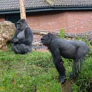 Gorillas, Kivu and Matadi, 4 June 2014