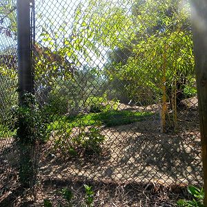 Back side of yard 3 Tiger Trail