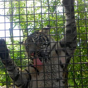 Joanne at the Interaction Wall Tiger Trail