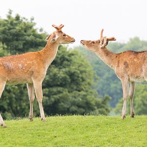 Barasingha / swamp deer : Whipsnade : 26 May 2014