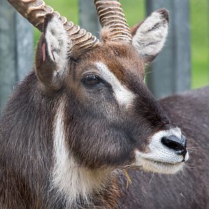 Common / Ellipsen waterbuck : Whipsnade : 01 Jun 2014
