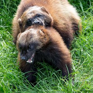 Wolverine : Whipsnade : 01 Jun 2014