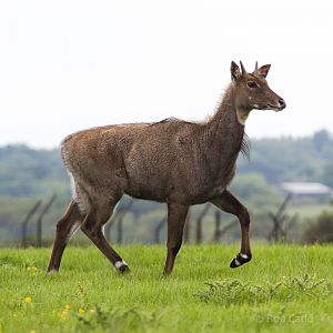 Nilgai : Whipsnade : 24 May 2014