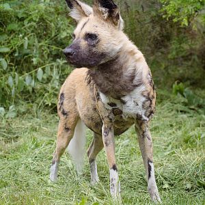 African hunting dog : London : 30 May 2014