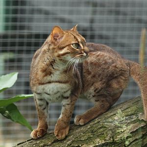 Rusty Spotted Cat