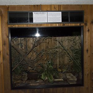 Feathertail Glider Exhibit