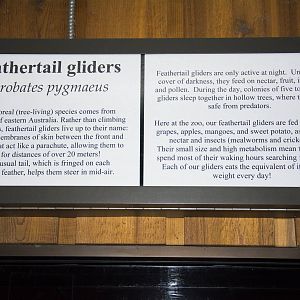 Feathertail Glider Exhibit Signage