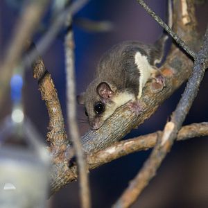 Feathertail Glider lit by flash
