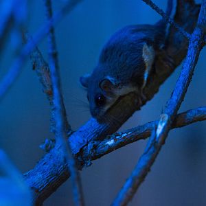 Feathertail Glider in natural exhibit lighting