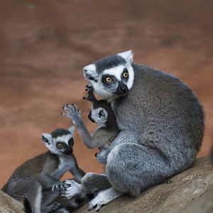 Ring-Tail Lemurs