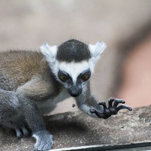 Ring-Tail Lemurs