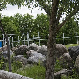 Future Giraffe Exhibit