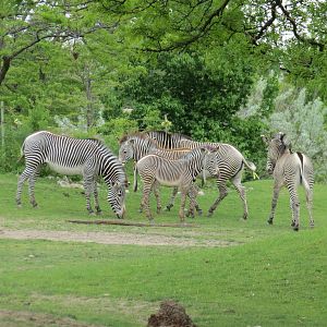 Grevy's Zebra