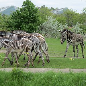 Grevy's Zebra