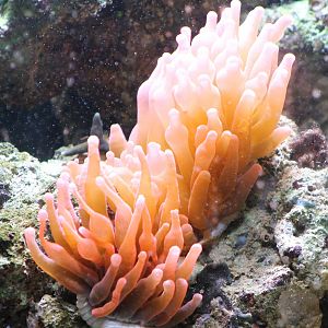 Sea anemones