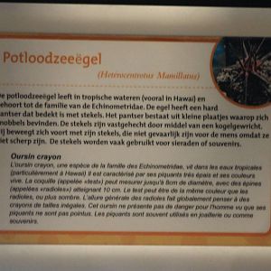 Sign of Heterocentrotus