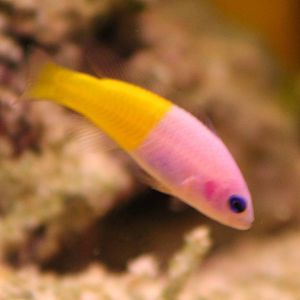 Bicolor Dottyback